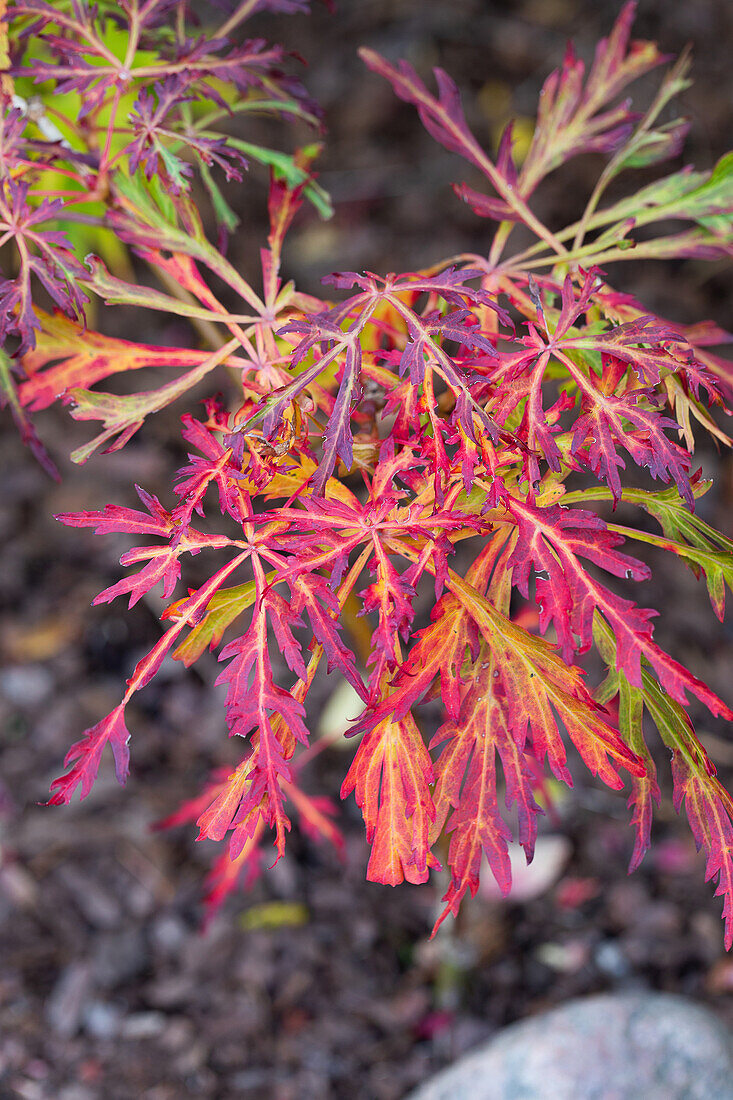 Fächerahorn (Acer palmatum) mit herbstlicher Laubfärbung im Garten