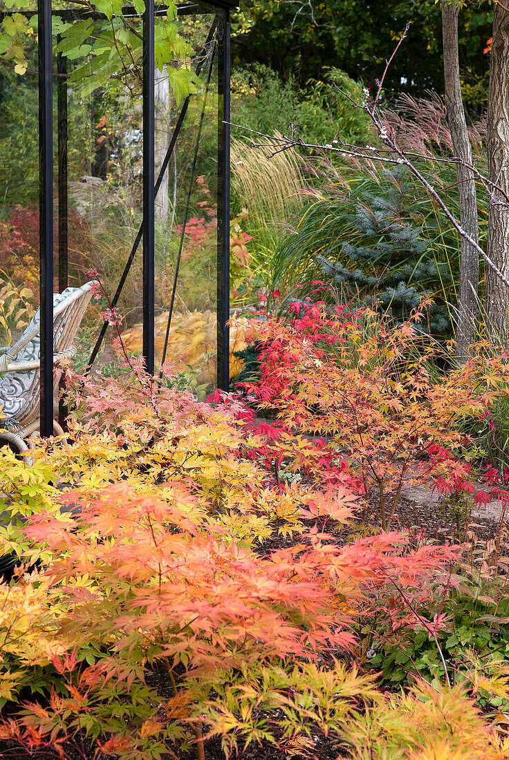 Autumnal garden with maple trees and grasses