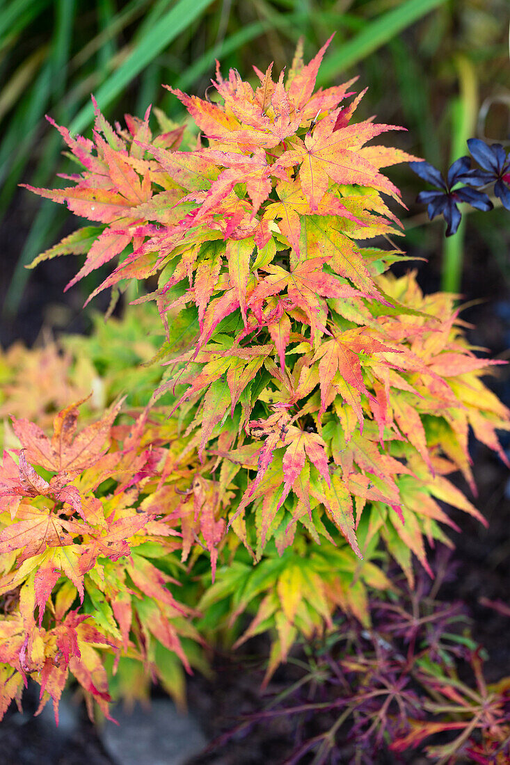 Bunter Ahornstrauch im herbstlichen Garten