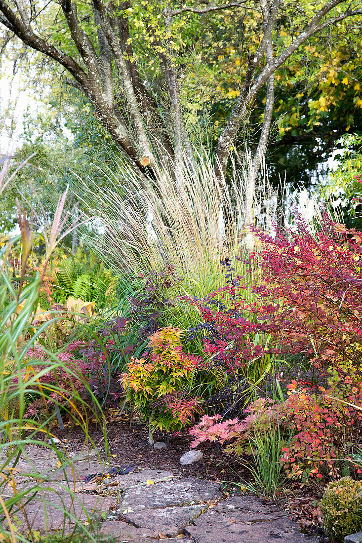 Colourful autumn garden with ornamental grasses and shrubs