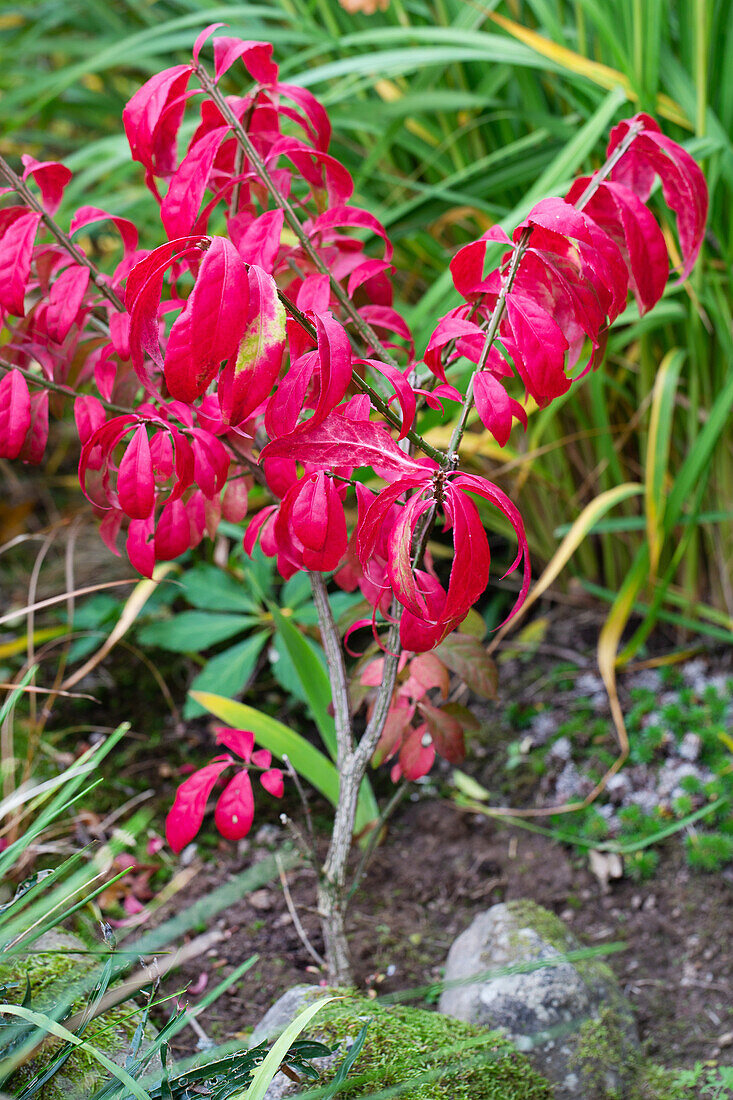 Small garden shrub with bright red autumn leaves