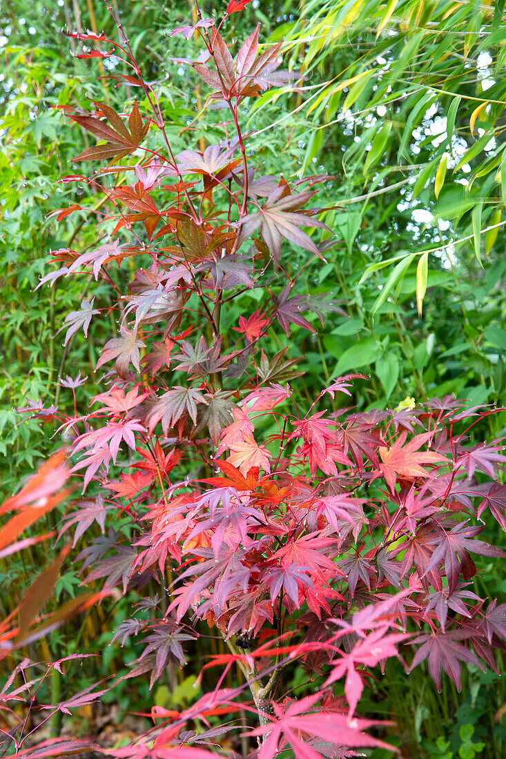 Red fan maple (Acer palmatum) in the summer garden