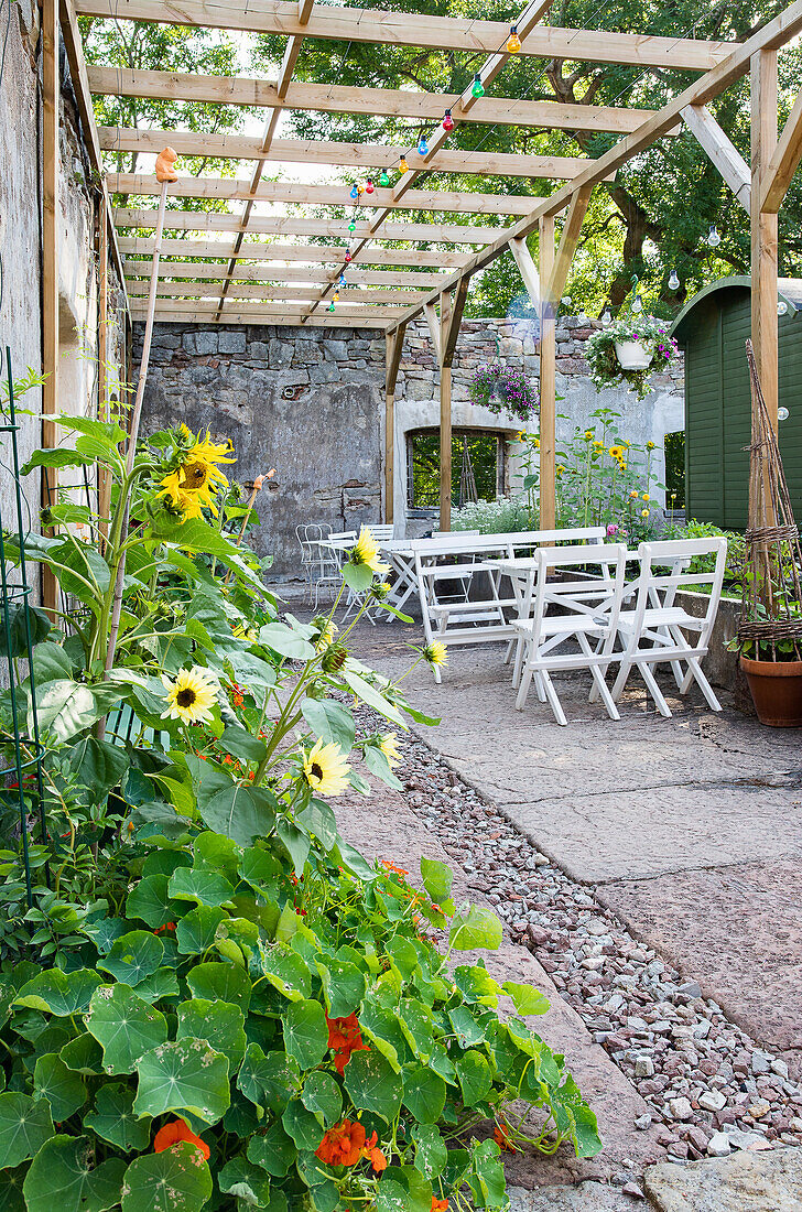 An inner courtyard overgrown with sunflowers with a wooden pergola and white wooden furniture