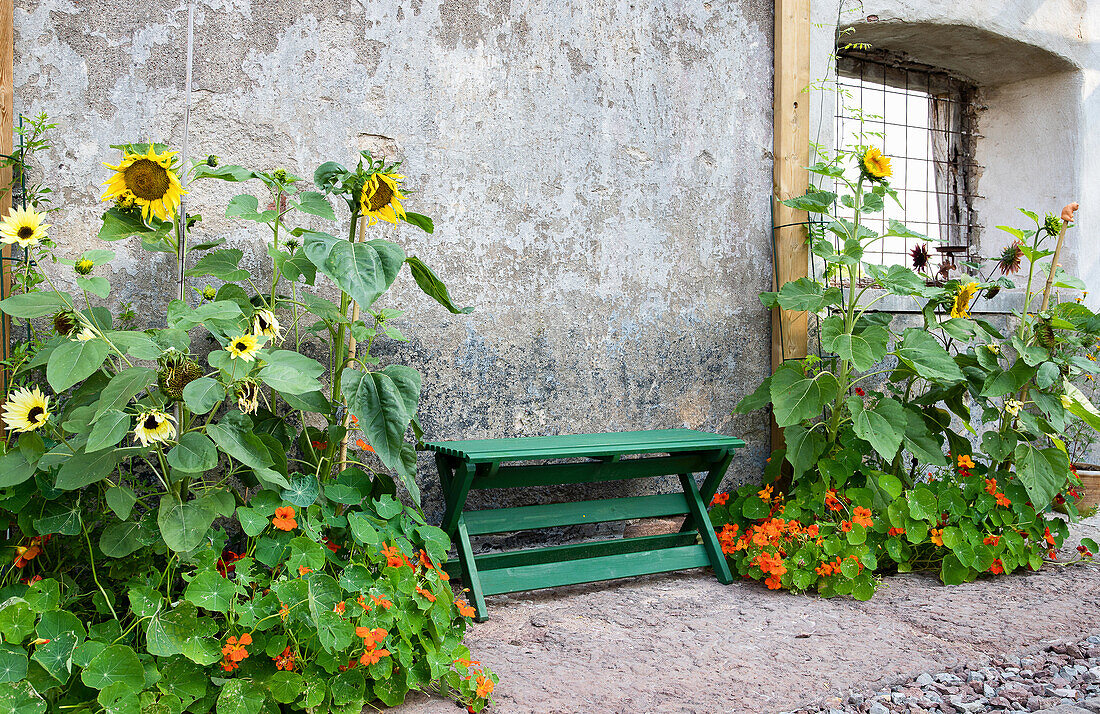 Grüne Bank zwischen Sonnenblumen (Helianthus) und Kapuzinerkresse (Tropaeolum)