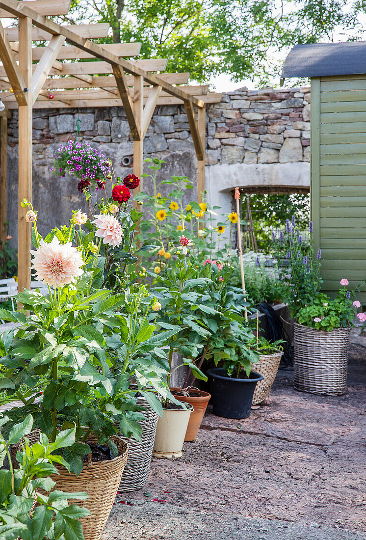 Colorful flowers in pots and baskets under pergola in the garden