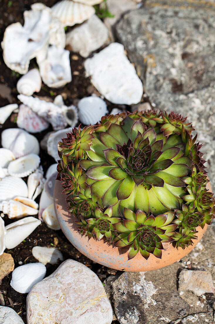 Houseleek (Sempervivum) in terracotta pot between shells and stones in the garden