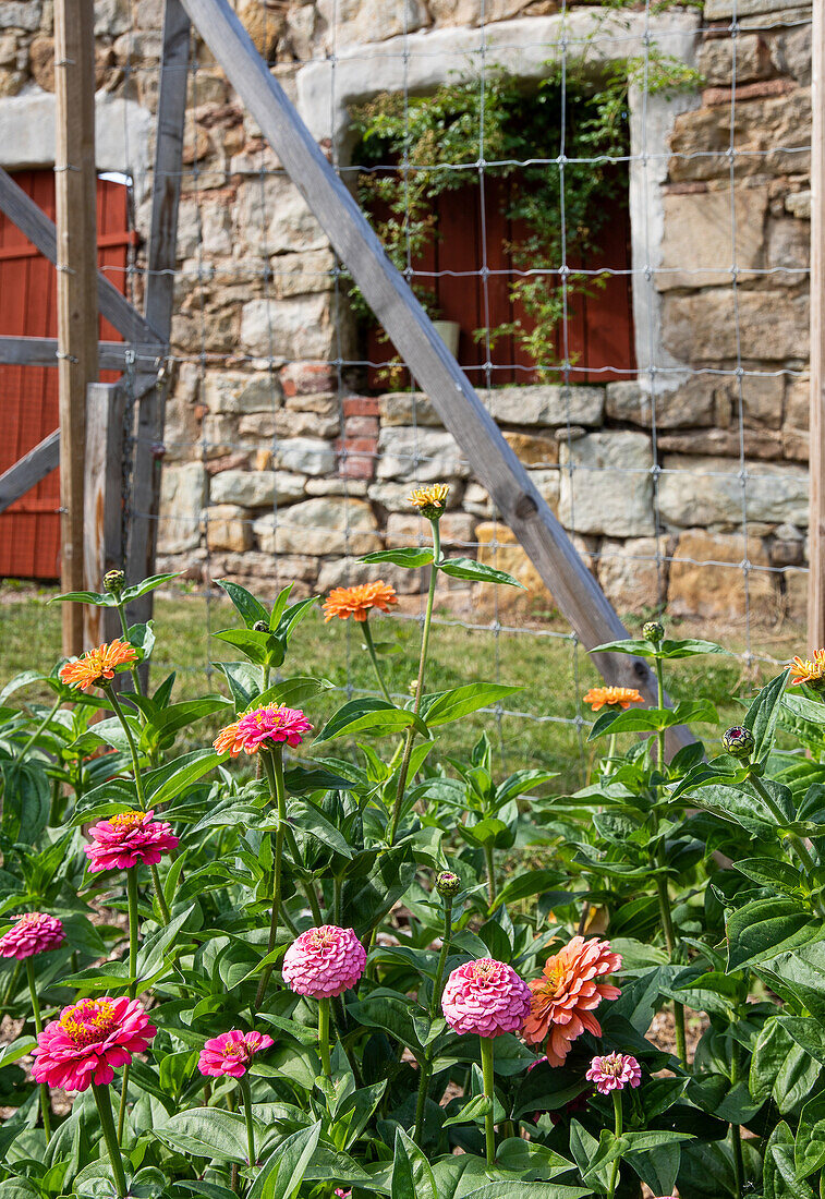 Sommerliche Zinnien (Zinnia elegans) vor altem Steingebäude