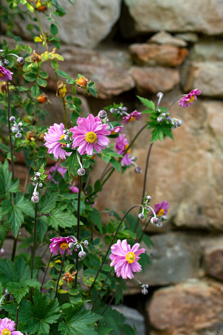 Autumn anemones (Anemone hupehensis) in front of a stone wall in the garden