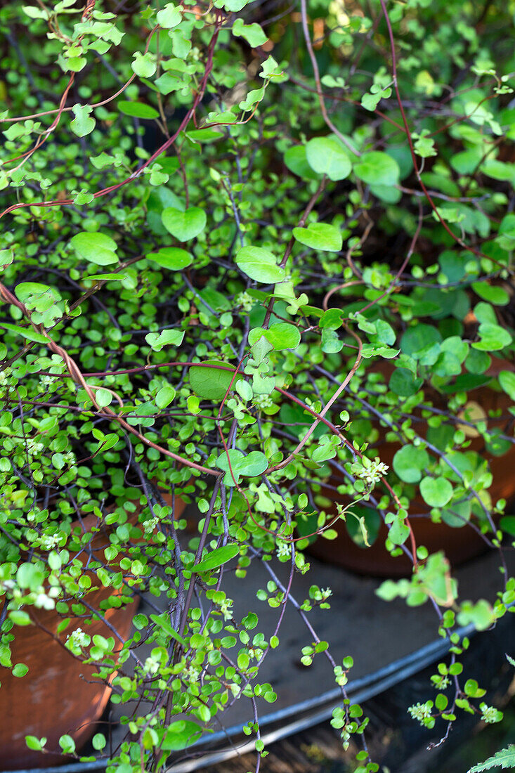 Muehlenbeckia plant in terracotta pot