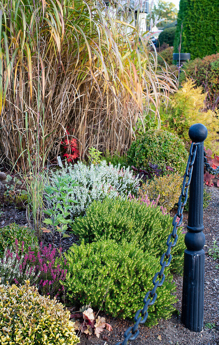 Small shrubs and grasses in the autumnal front garden