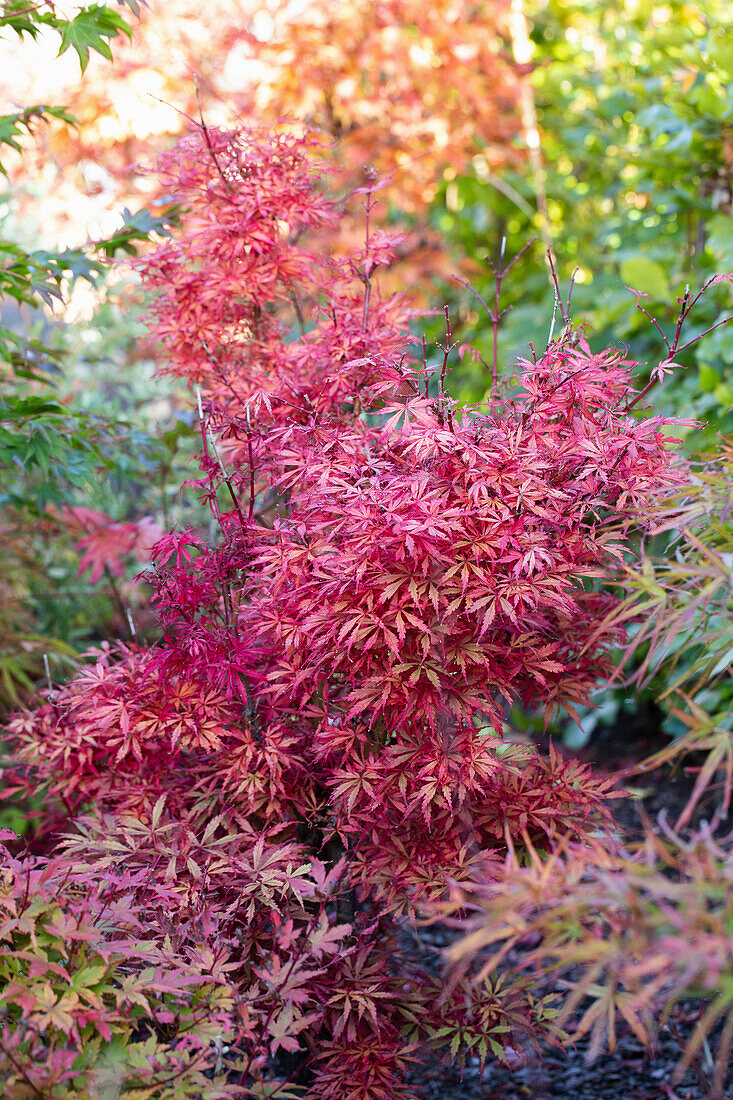 Roter Fächerahorn (Acer palmatum) im herbstlichen Garten