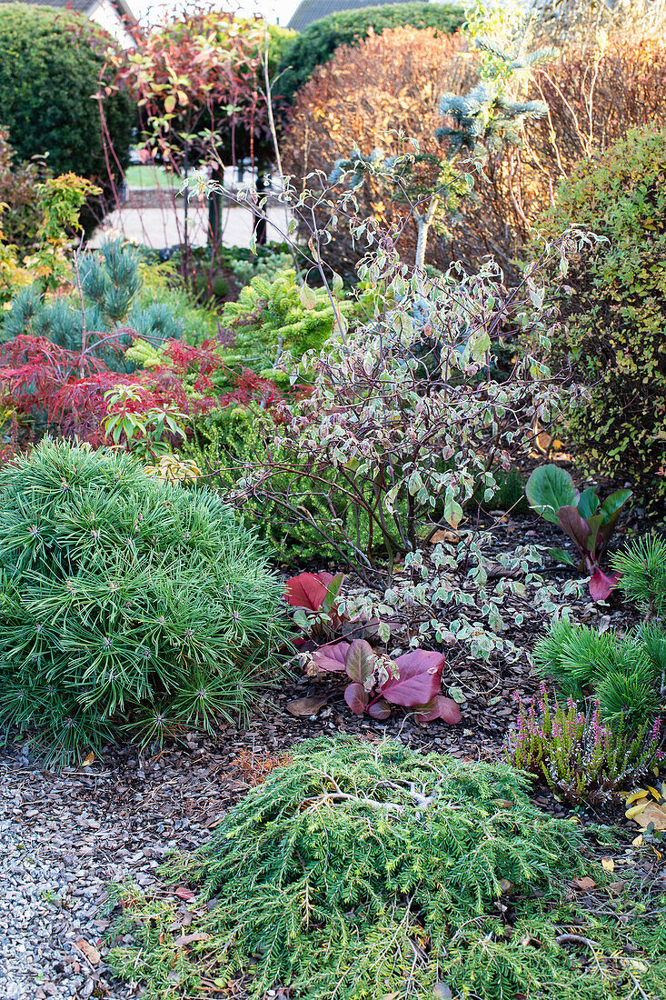 Varied bed with evergreen shrubs and colourful autumn leaves