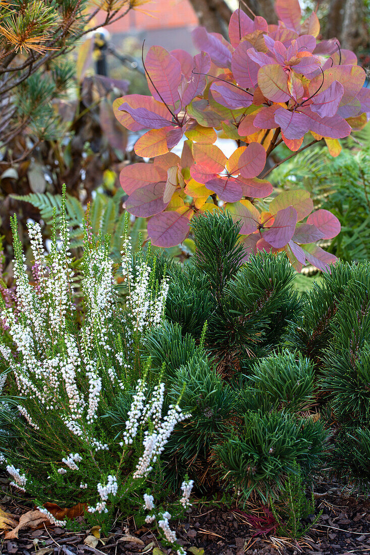 Autumn garden with white heather