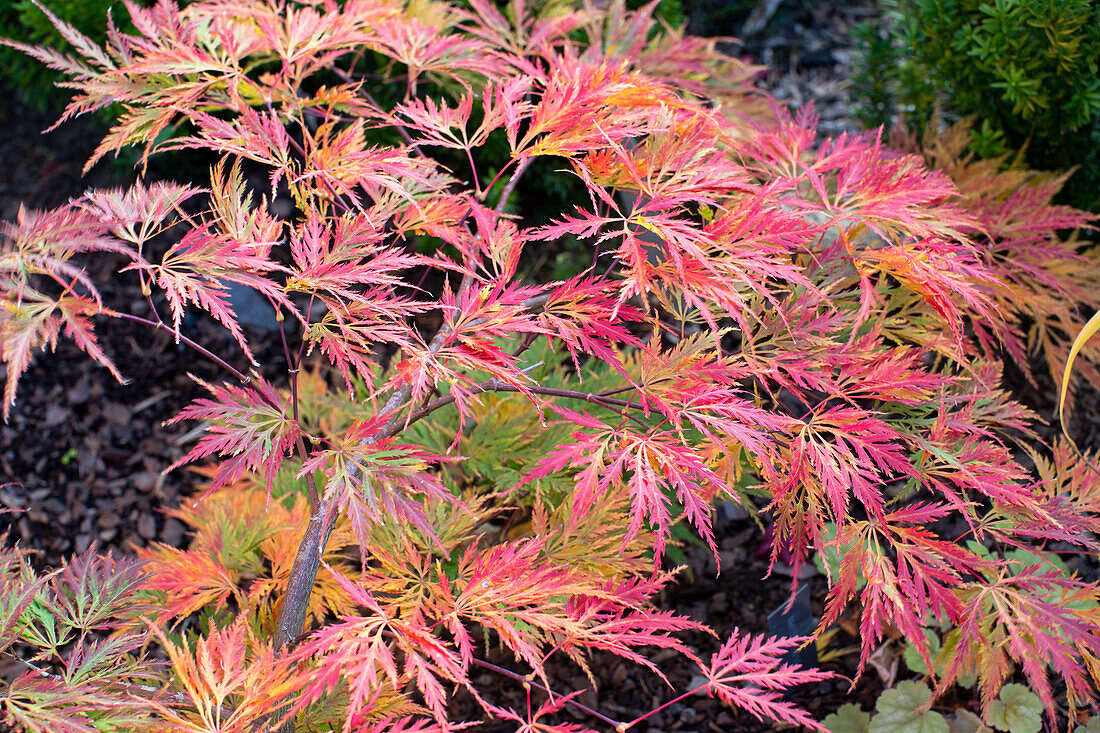 Bunter Ahornbaum (Acer) im Herbstgarten