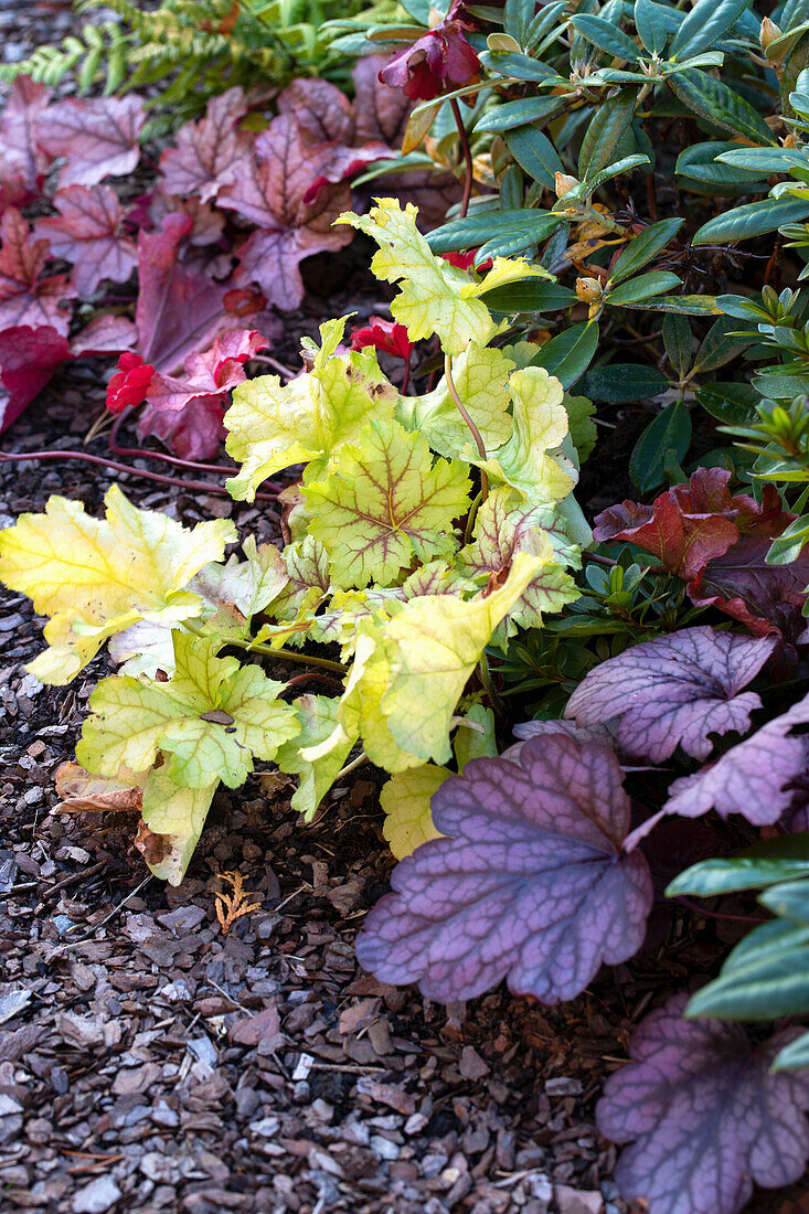 Heuchera in herbstlichem Gartenbeet