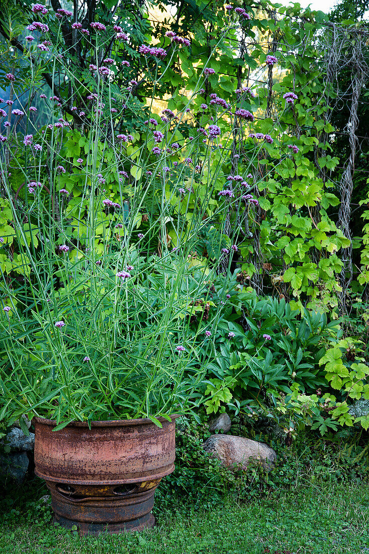 Eisenkraut (Verbena bonariensis) in verrostetem Blumentopf im Garten