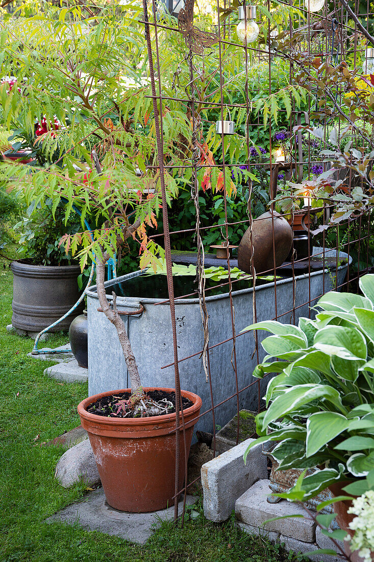 Pflanzenarrangement mit Rankhilfe und Zinkwanne im Garten