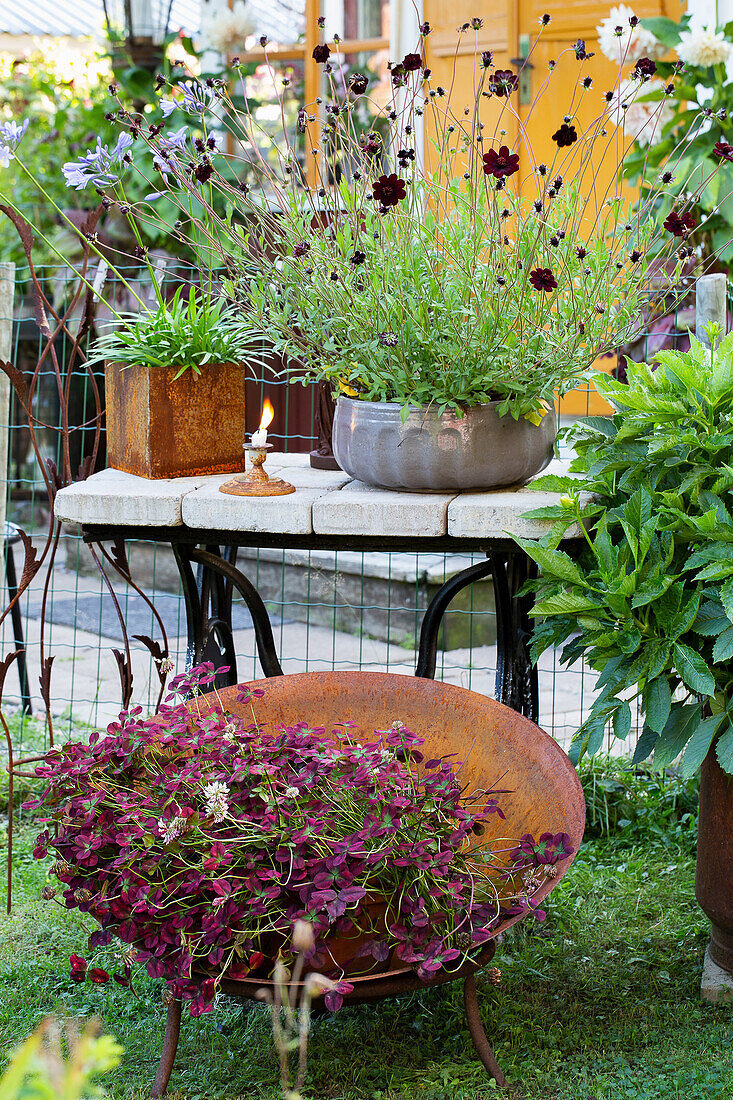 Flower arrangement with chocolate cosmos (Cosmos atrosanguineus) in the garden