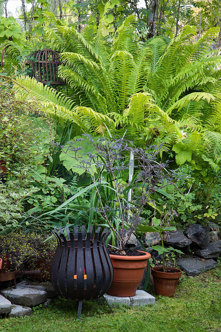 Fire basket and terracotta pots in front of lush ferns in the shady garden area