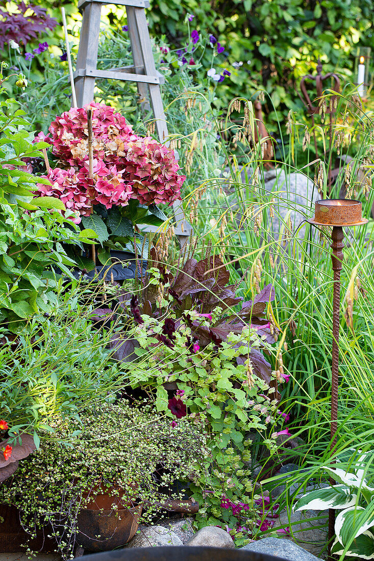 Lush garden corner with hydrangeas and trellis