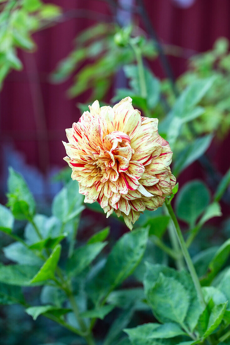 Dahlia (Dahlia) with yellow and red petals