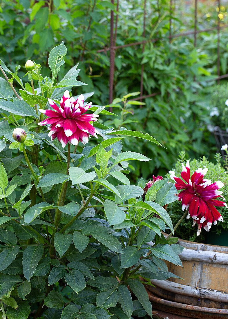 Red and white dahlias (Dahlia)