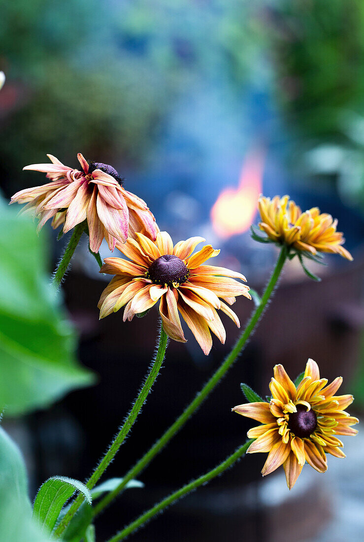 Rudbeckien (Rudbeckia) im sommerlichen Garten vor Feuerstelle