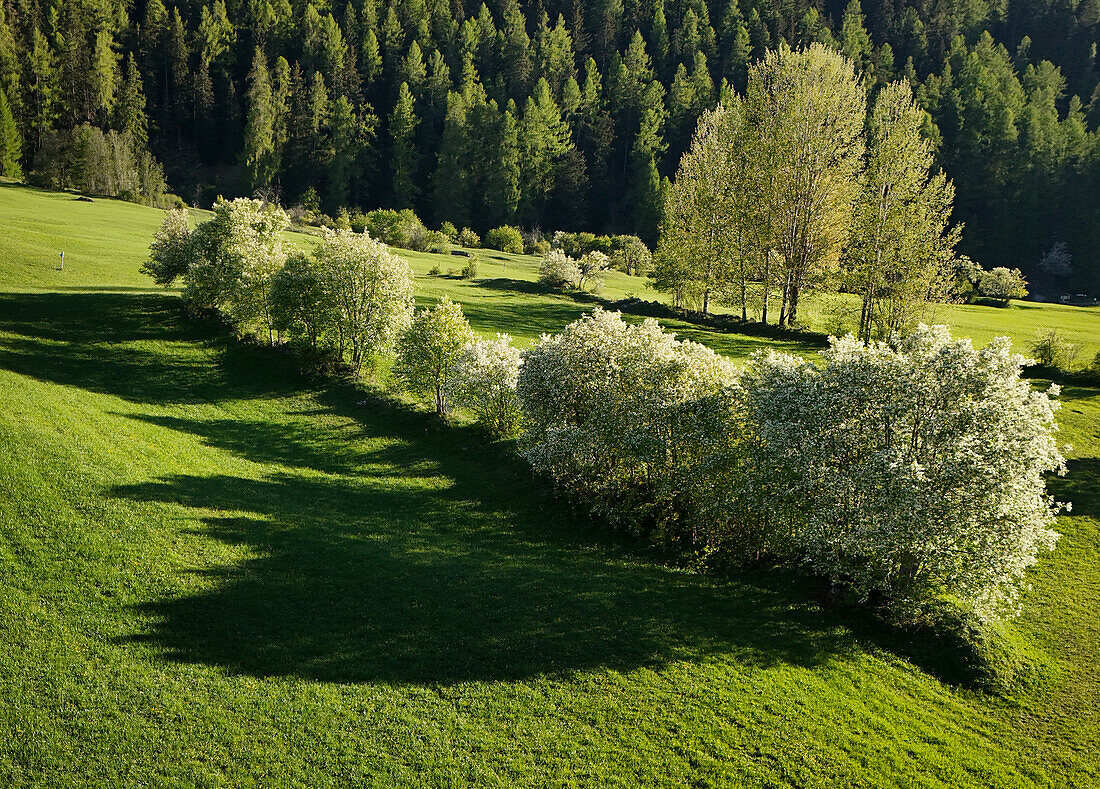 Blühende Traubenkirschen (Prunus padus) und Zitter-Pappel (Populus tremula) im Valmüstair.