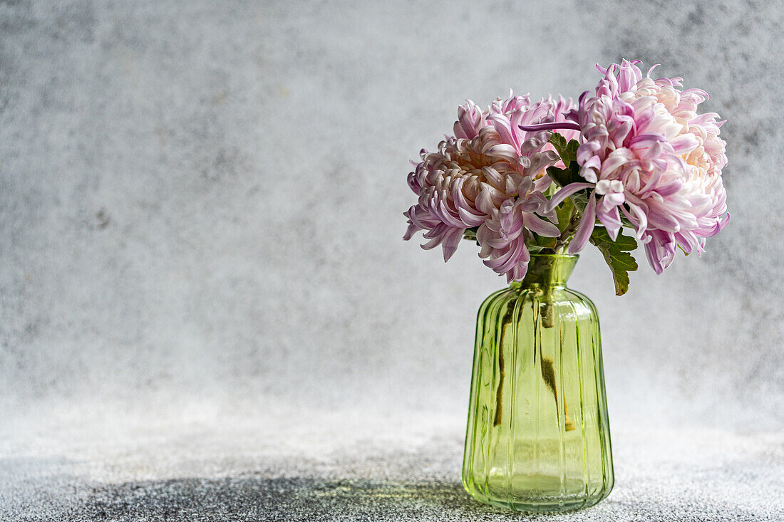 Lila Chrysanthemen (Chrysanthemum) in grüner Vase