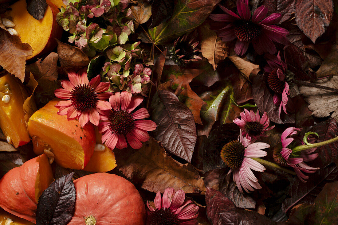 Herbstliches Stillleben mit Kürbisstücken, Blättern und Echinaceablüten