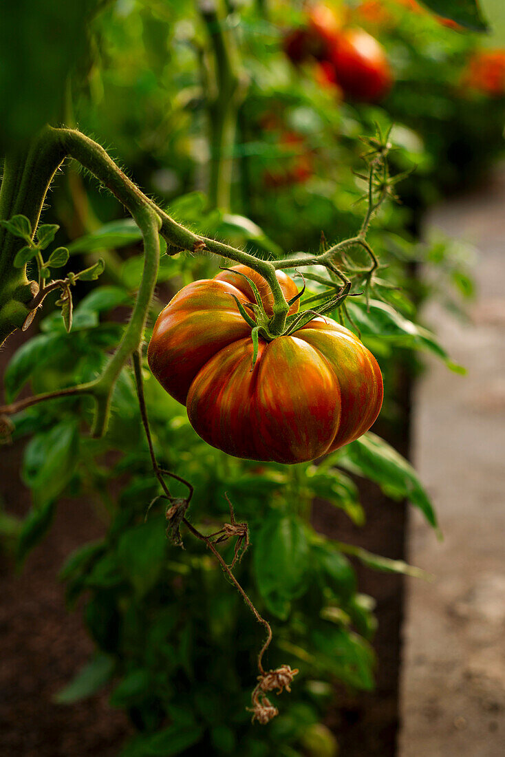 Ripe tomato on a bush in the vegetable garden