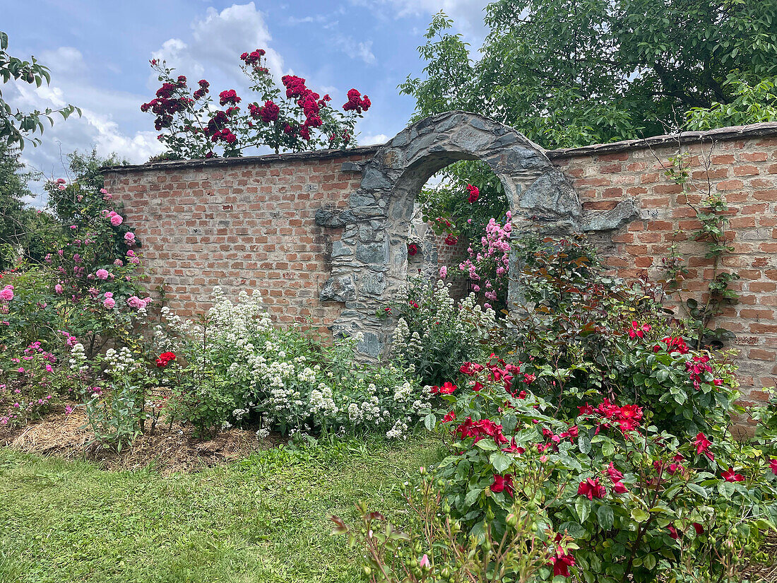 Rose garden in bloom with brick wall and arched passageway