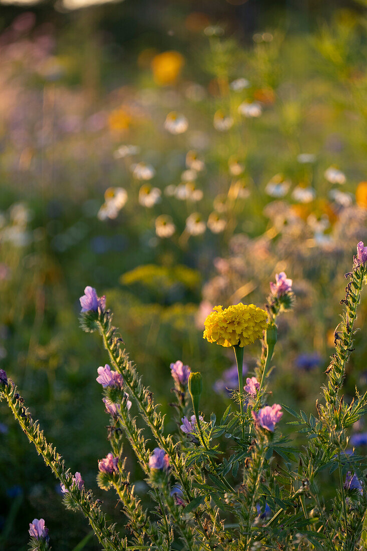 Colourful wildflower meadow in the evening light