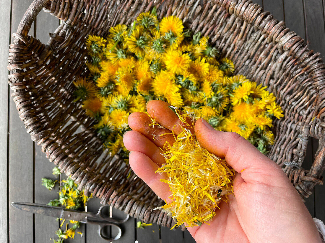 Hand und Löwenzahnblüten in Weidenkorb