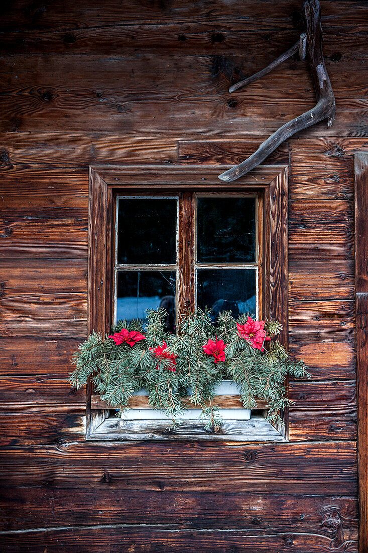 Fenster mit roten Blumen und Tannenzweigen, Holzhaus