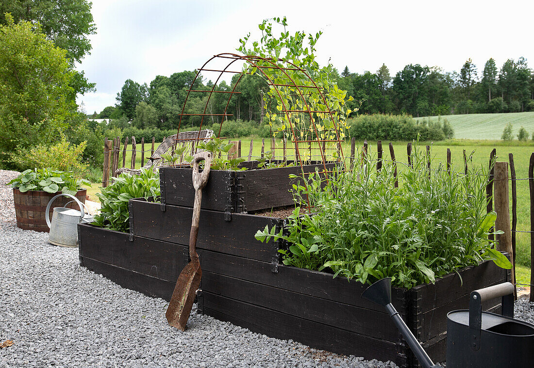 Raised beds in the garden with various herbs and plants