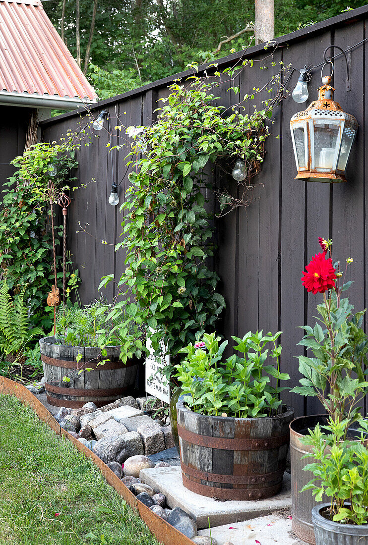 Plants in wooden tubs and pots against a dark privacy screen in the garden