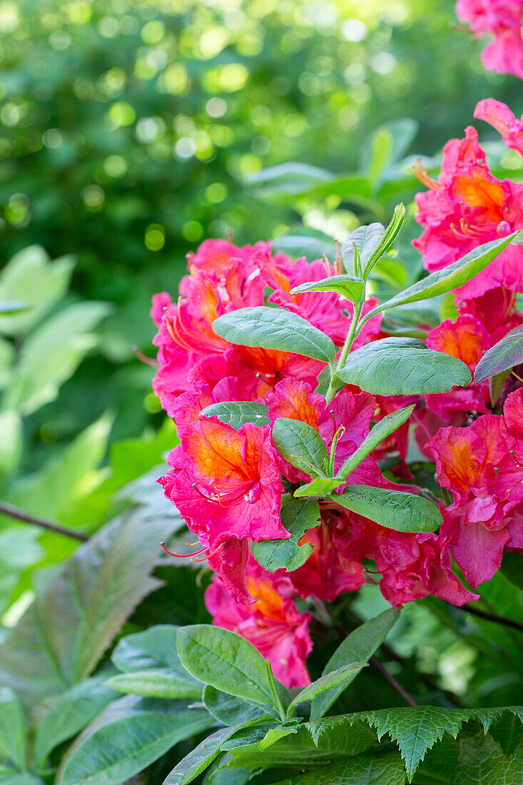 Rhododendron with bright pink flowers in the spring garden