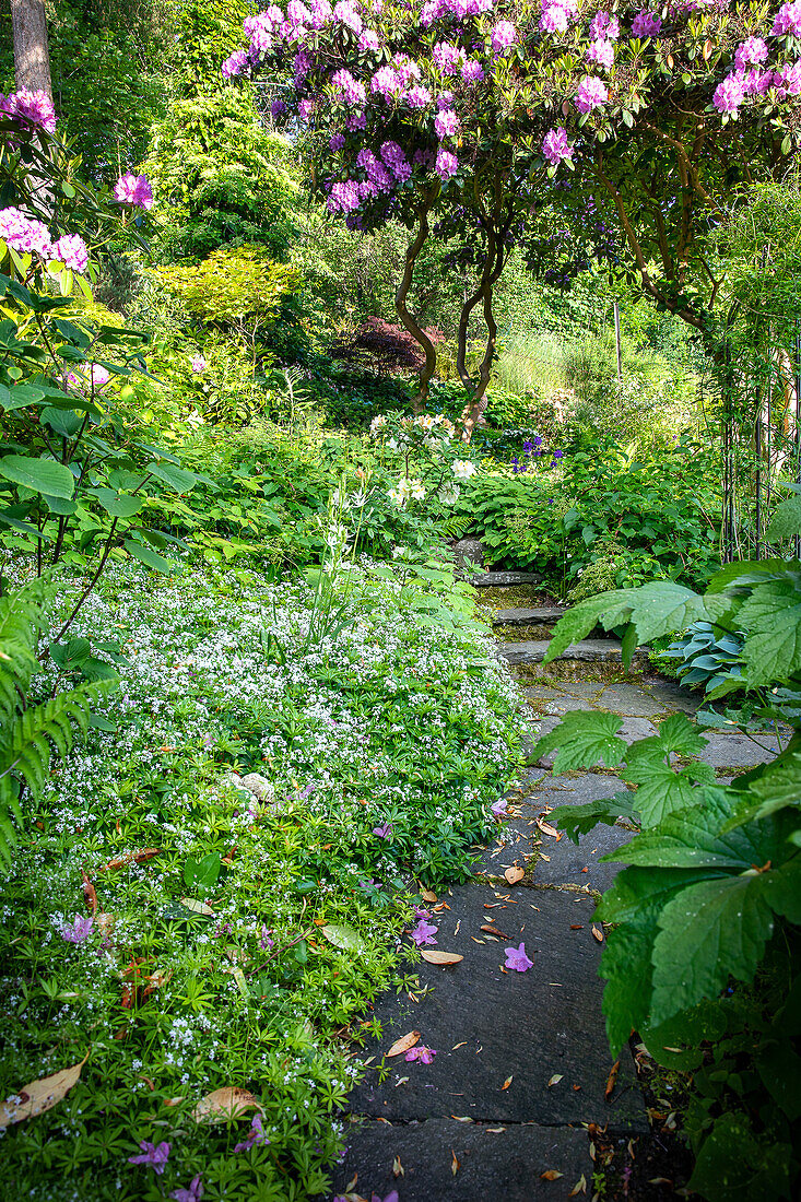 Verschlungener Gartenpfad mit blühendem Rhododendron im Sommer