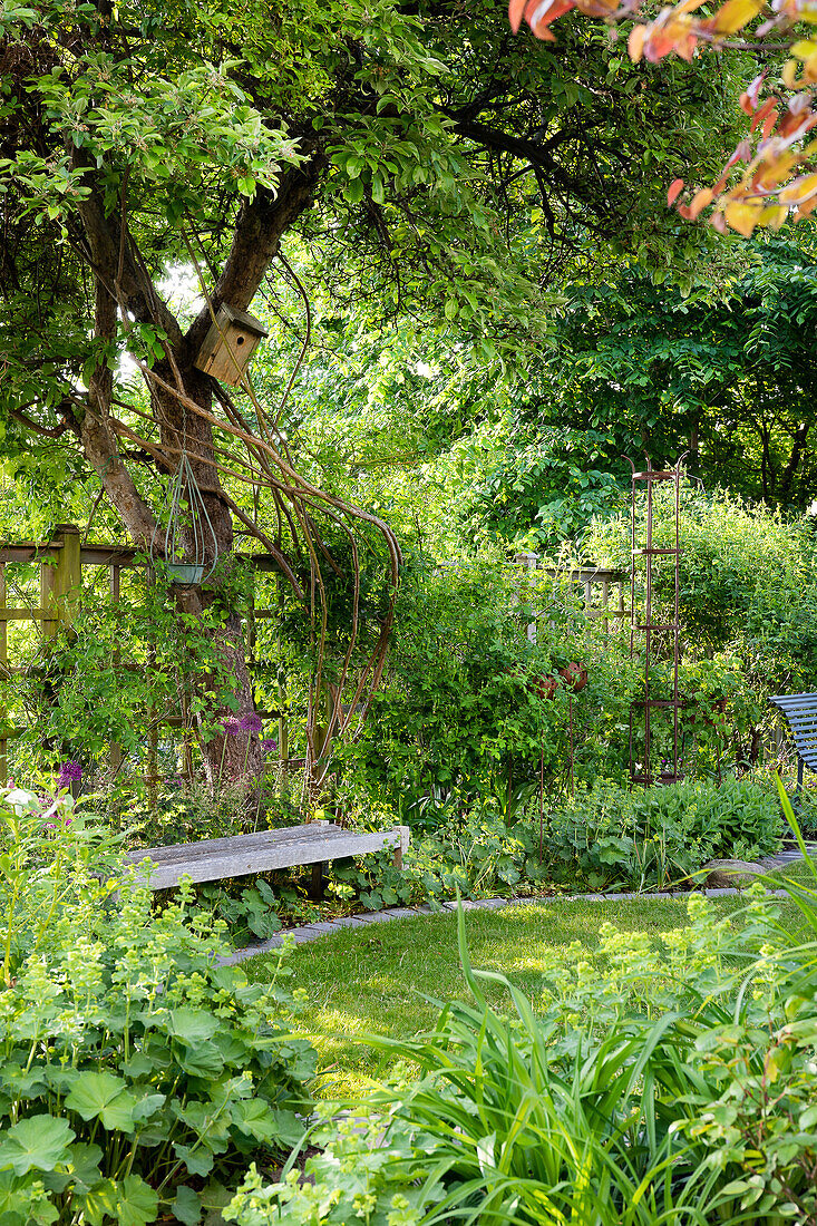 Green garden with wooden bench under a tree