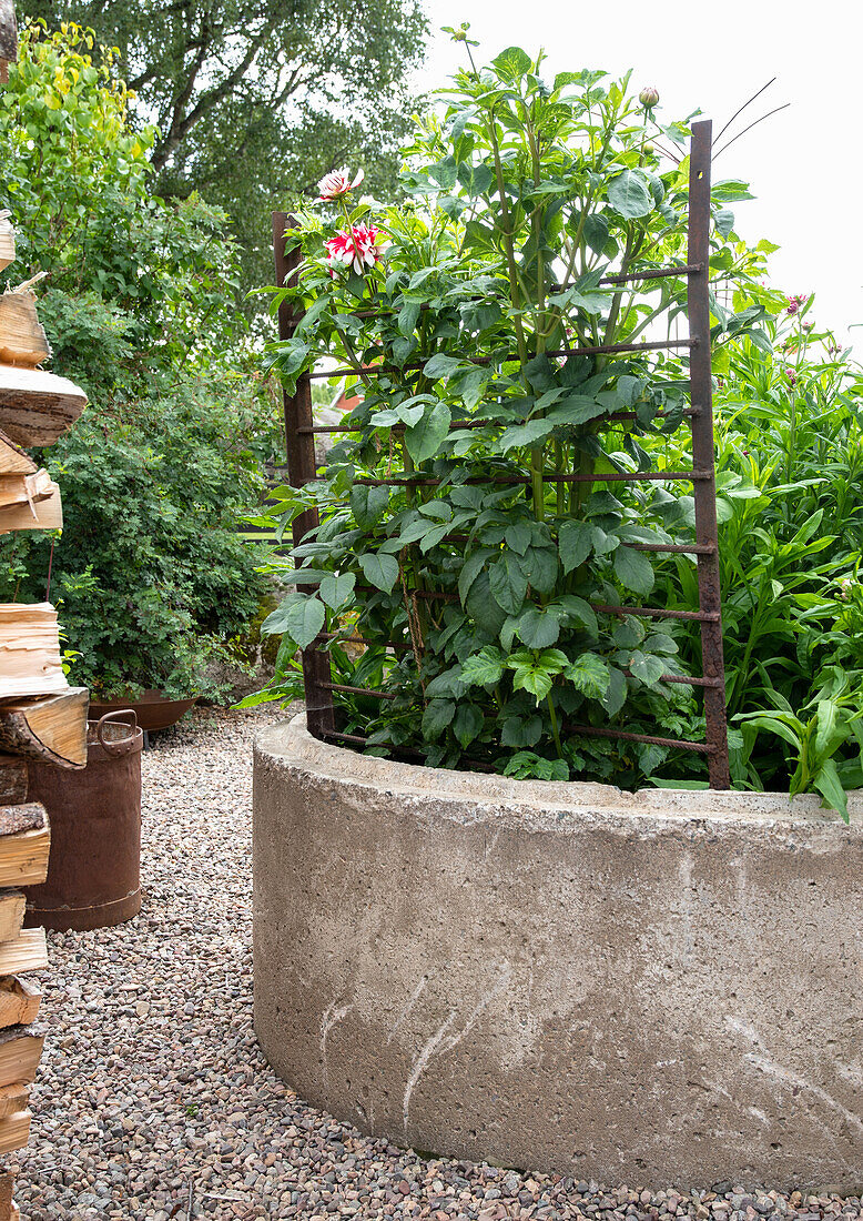 Flowerbed in the garden with concrete edging and climbing support