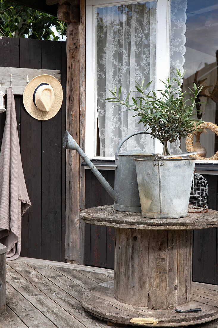 Garden still life with olive tree (Olea europaea) in zinc pot and watering can on wooden table