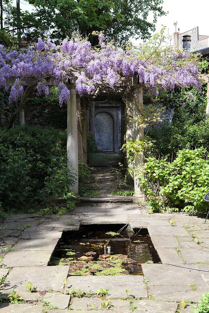 Old pergola with flowering wisteria and small pond