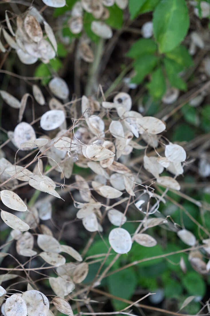 Silver leaf seed head in the garden