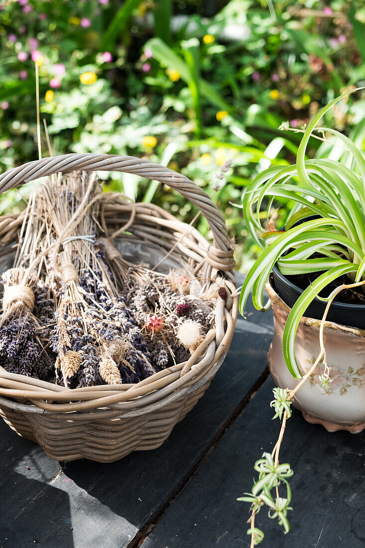 Korb mit getrocknetem Lavendel und Topfpflanze im Garten