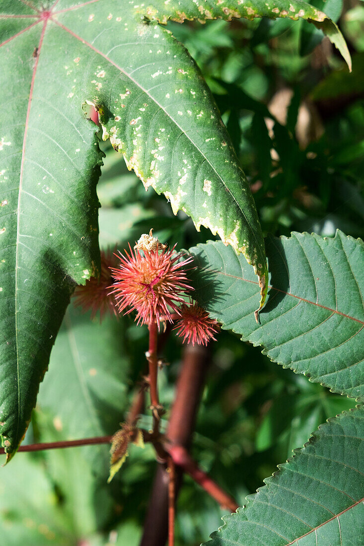 Castor oil plant with red blossom in the garden