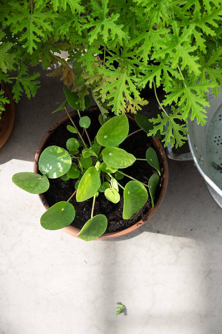 Glückstaler (Pilea peperomioides) im Terrakottatopf auf Terrasse