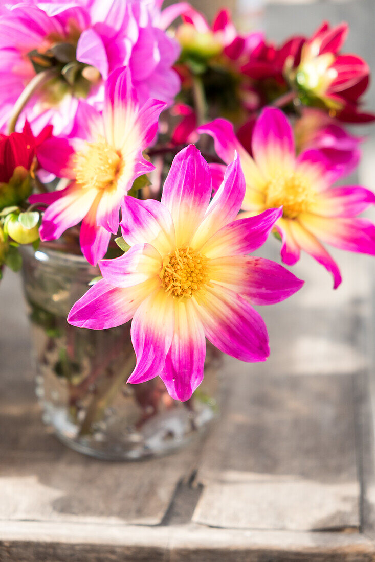 Dahlien in Vase auf Holztisch