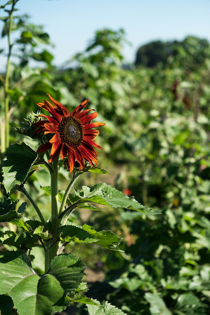 Rote Sonnenblume im Sommergarten