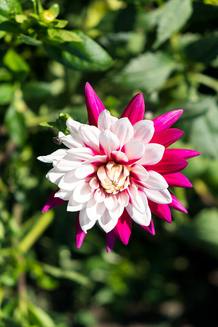 Dahlia in the summer garden